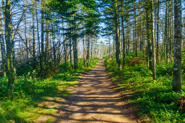 Footpath in the Bonaventure Island
