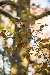 Gorgeous glowing golden and green fothergilla leaves and branches with a huge oak tree in the background