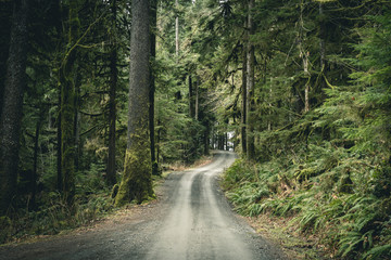 Fototapeta na wymiar Quinault Rain Forest