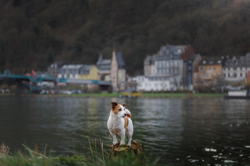 Fototapeta premium dog on the promenade in the city. Travel and rest with a pet. Jack Russell Terrier in nature.