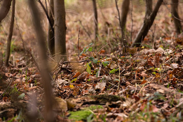 autumn leaves in the forest