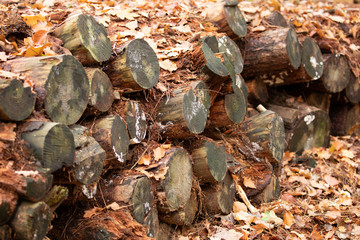 Woodpile 1