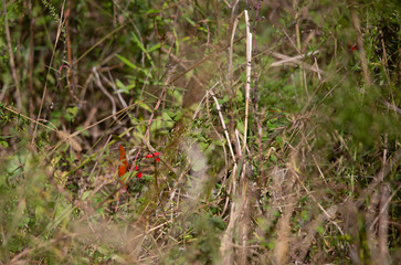 Obraz premium Gulf Fritillary Butterfly