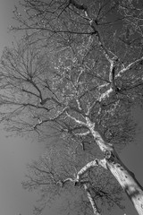 a picture of tree in black and white color