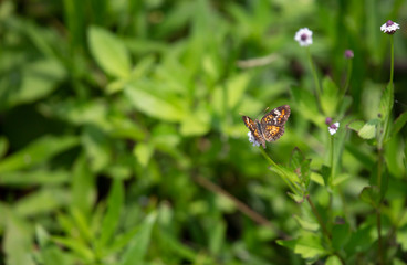 Phaon Crescent Butterfly