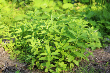 Wild nettle in natural conditions