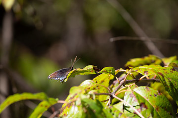 Red-Spotted Admiral Butterfly