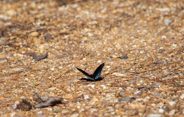 Red-Spotted Purple Butterfly