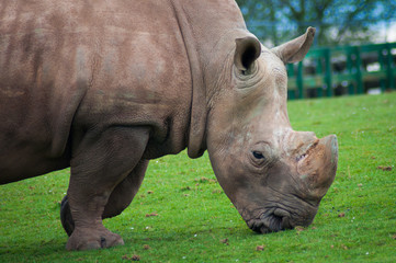 rhinoceros eating in cabarceno park in cantabria