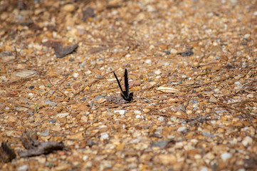 Red-Spotted Purple Butterfly