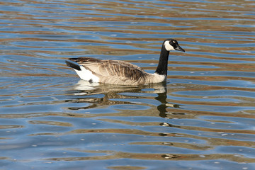 canada goose canadensis swimming