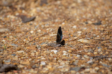 Red-Spotted Purple Butterfly