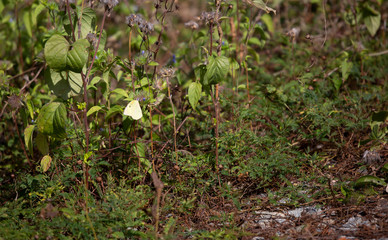Southern Dogface Butterfly