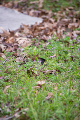 Swallowtail Butterfly