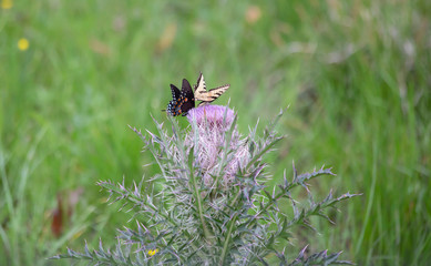 Swallowtail Butterflies on Thistle