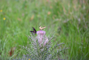 Swallowtail Butterflies on Thistle