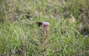 Obraz premium Swallowtail Butterfly on Thistle