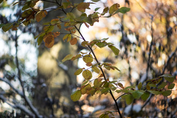 Gorgeous glowing golden and green fothergilla leaves and branches with a huge oak tree in the background