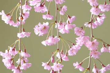 枝垂れ桜のクローズアップ