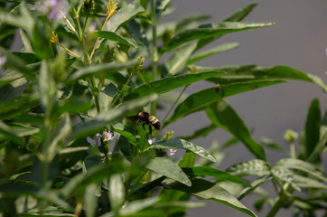 Common Eastern Bumblebee