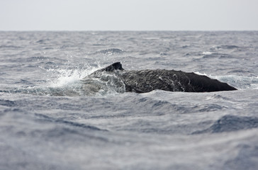 Obraz premium humpback whale, megaptera novaeangliae, Tonga, Vava'u island
