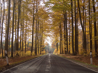 Landstrasse durch Laubwald