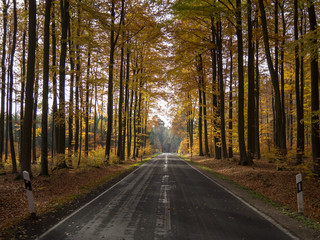 Landstrasse durch Laubwald