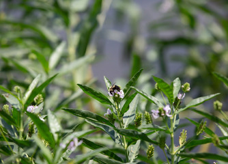 Common Eastern Bumblebee Pollinating a Wildflower