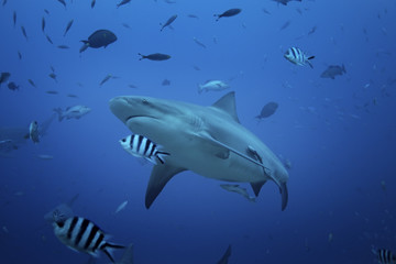 Obraz premium bull shark, carcharhinus leucas, Beqa lagoon, Fiji
