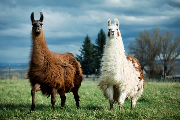 Fototapeten Lama Alpacas standing on grass against cloudy sky  © Cavan for Adobe