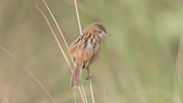 Zitting cisticola or fan-tailed warbler, Cisticola juncidis,  single bird on branch, Gambia, February 2016