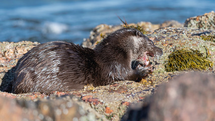 Otter