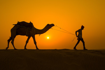 silhouette of camel in the desert