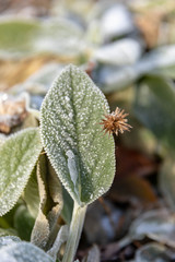 Frosty green leaf with a brown prickly seed 