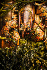 Close-up of lobster served with seaweeds © Cavan for Adobe