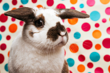 Close-up of Easter rabbit © Cavan for Adobe