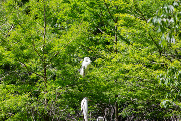 Great Egrets