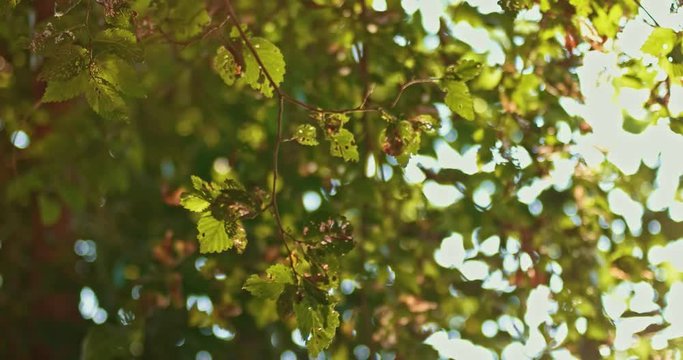Damaged leaves of elm-tree shaking on wind