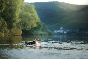 dog on the water. Summer with a pet. Australian Shepherd at the river