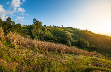 Scenic view of Rice fields on the hill at sun set.
