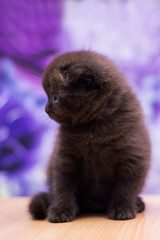 scottish kitten british cat munchkin