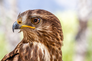Hawk