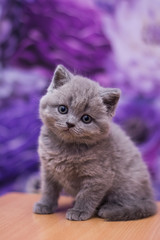 Naklejka na ściany i meble scottish kitten british cat munchkin