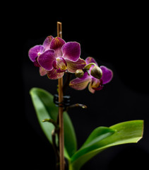 Phalaenopsis Orchid Flower