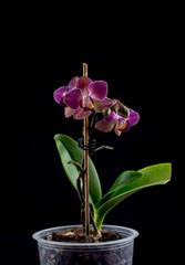 Phalaenopsis Orchid Flower