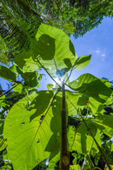 Thailand jungle with green plants