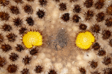 Circular flowers of a spherical cactus plant