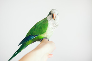 Close-up of woman hand holding beautiful green Monk Parakeet. Quaker parrot sits on girl arm and looks directly at camera. Selective focus, white background.  Friendly parrot