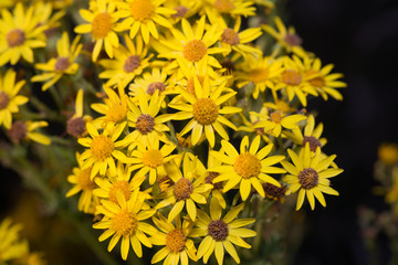 Common Ragwort