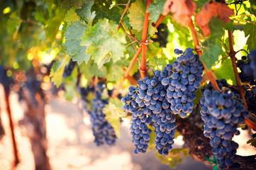 Close-up of grapes growing on vineyard © Cavan for Adobe